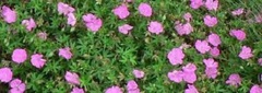 Geranium, Bloody Cranesbill, Hardy Geranium 'Ankum's Pride'