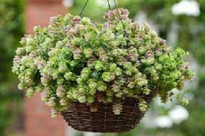 Oramental Oregano