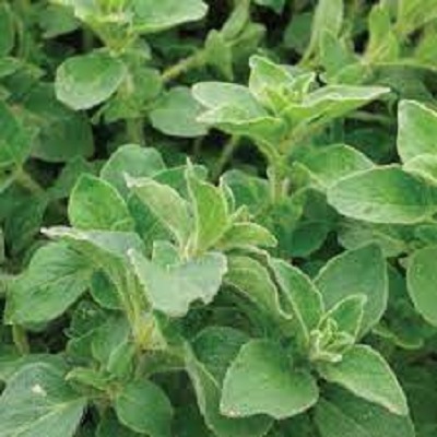 Hybrid Oregano