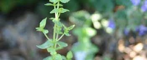 Sundermanns Flowering Oregano