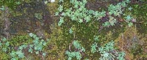 Sedum Species, Appalachian Stonecrop, Cliff Stonecrop