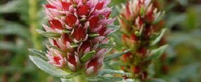 Redpod Stonecrop