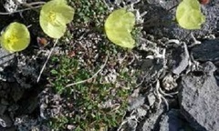 Papaver Species, Walpole's Poppy
