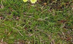 Papaver Species, Macoun's Poppy