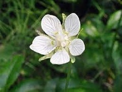 Parnassia Species, Kotzebue's Grass of Parnassus, Small Grass of Parnassus