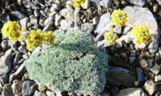 Yellow Ball Wormwood