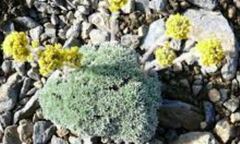 Yellow Ball Wormwood