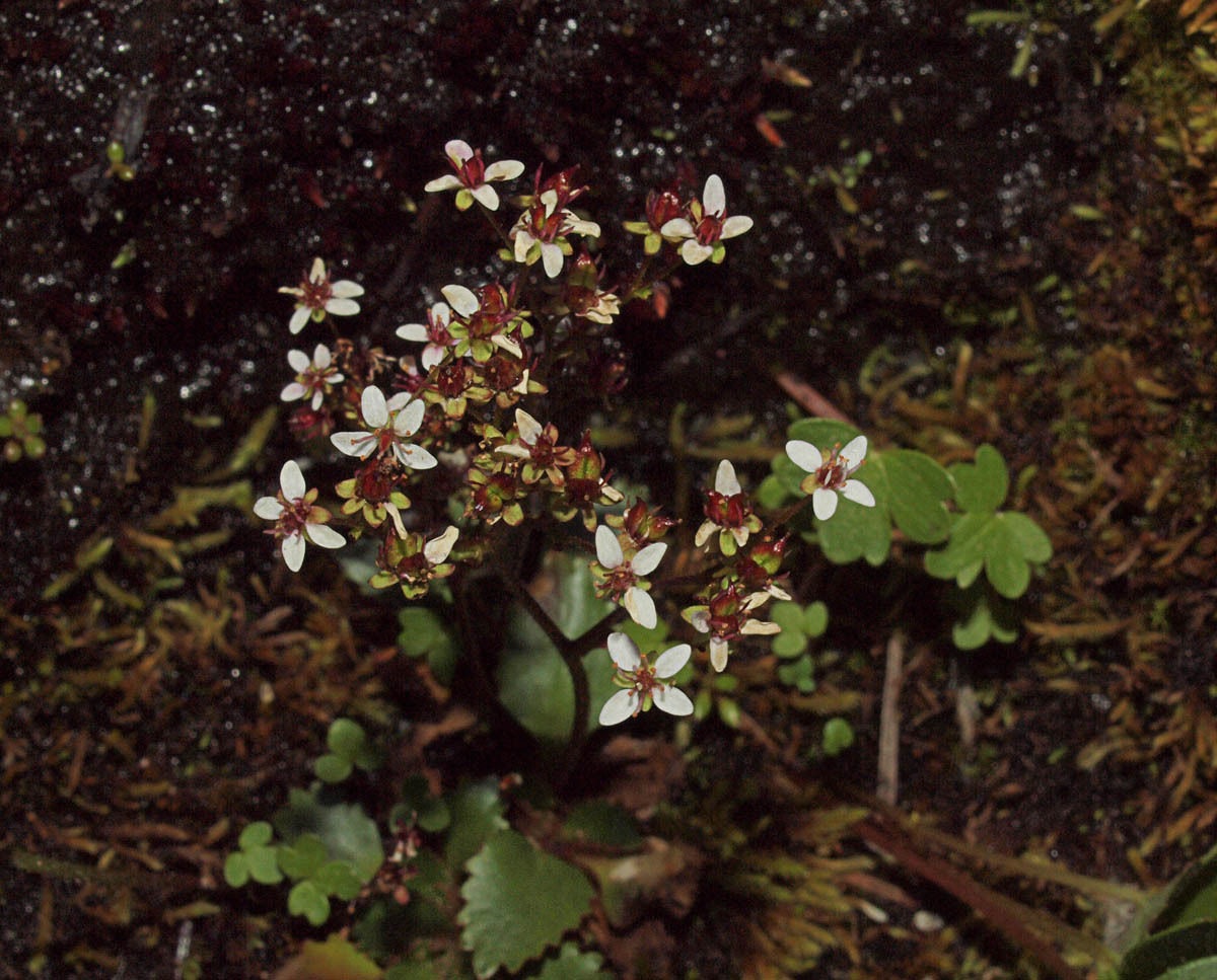 Micranthes Species, Red-Stemmed Saxifage