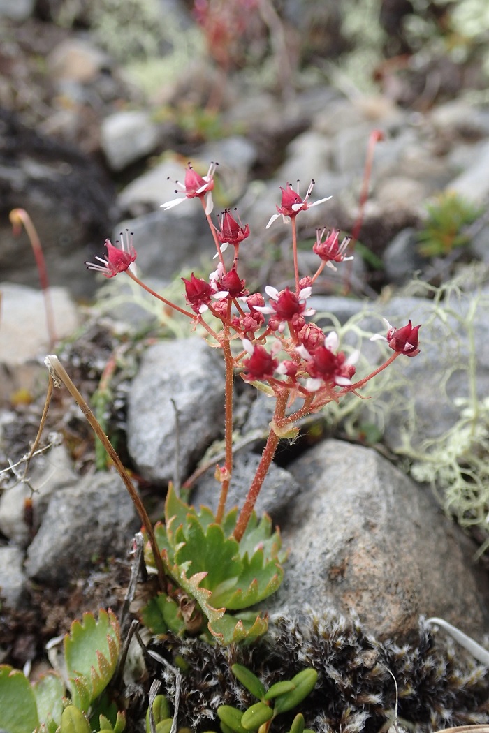 Micranthes Species, Saxifrage