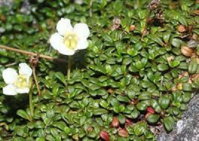 Lapland Diapensia