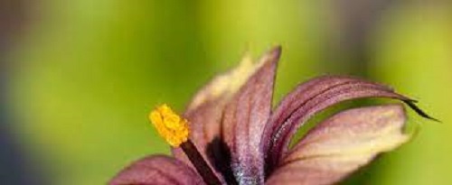Blue Eyed Grass Raspberry