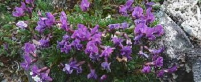 Oxytropis Species, Purple Oxytrope, Blackish Oxytrope