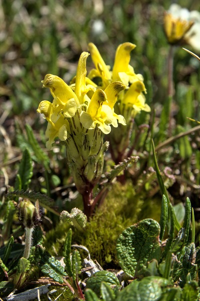 Pedicularis Species, Oeders Lousewort