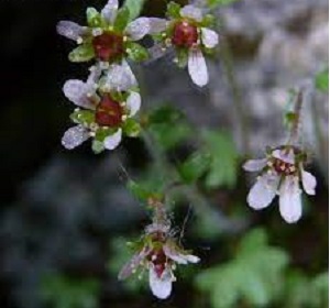 Pygmy Saxifrage