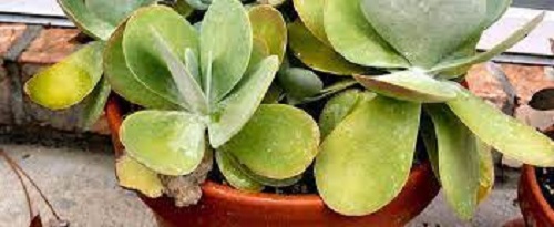 Sedum, Stonecrop Red Hot Lips