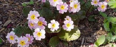 Primula, Carpet Primrose, Juliana Primrose Guinevere