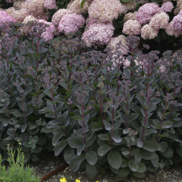 Hylotelephium, Sedum, Showy Stonecrop Maestro