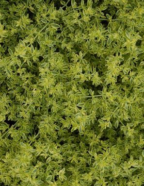 Rupturewort Sea Foam