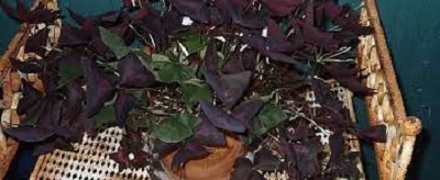Oxalis, Purple Shamrock, Wood Sorrel Mijke
