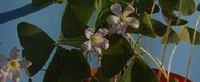 Oxalis, Purple Shamrock, Wood Sorrel Birgit