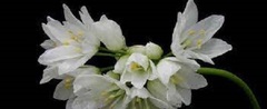 Allium Species, Lebanon Onion