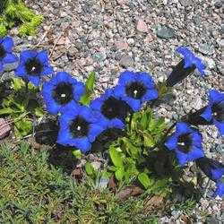 Gentiana Species, Greater Fringed Gentian, Fringed Gentian