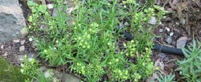 Evergreen Candytuft Tahoe