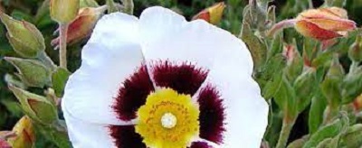 Halimiocistus Hybrid, Winton Halimiocistus, Rockrose, Rock Rose