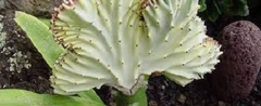 Euphorbia, Candelabra Plant, False Cactus, Dragon Bones, Elkhorn, Brain Plant 'Cristata Soft Ruby'