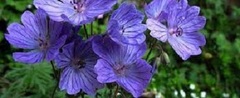 Geranium Species, Mallow-Flowered Cranesbill