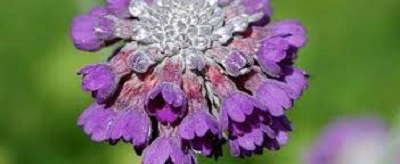 Primula Species, Capitata Primrose