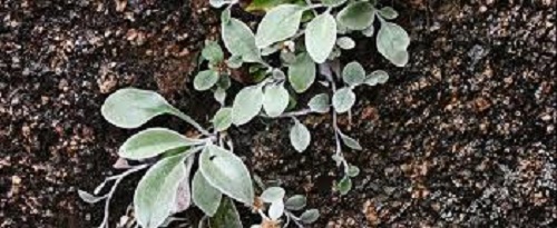 Cliff Cudweed