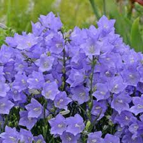 Campanula, Peachleaf Bellflower Takion Blue