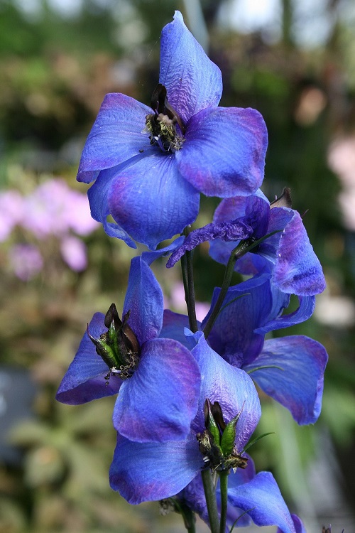 Delphinium Species