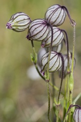 Silene Species, Apetalous Catchfly