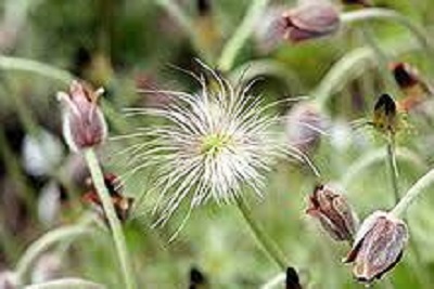 Korean Pasque Flower