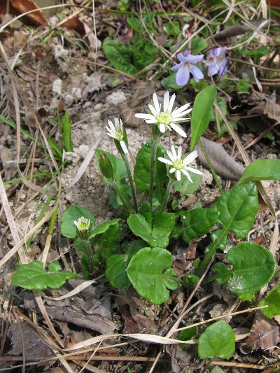 Leibnitzia