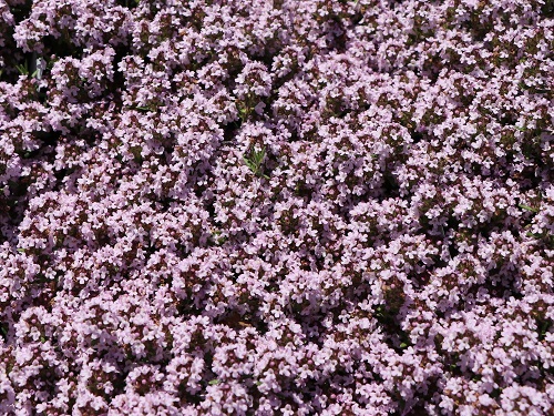 Thyme Duftkissen