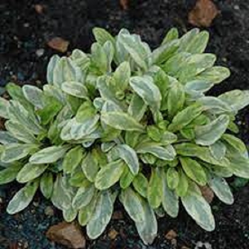 Ajuga, Bugle, Bugleweed, Carpet Bugle Toffee Chip