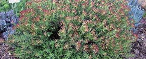 Crassula Ken Aslet