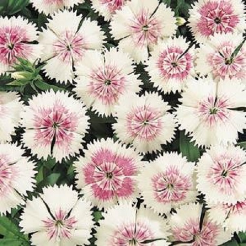 dianthus, China Pinks Floral Lace Pearl