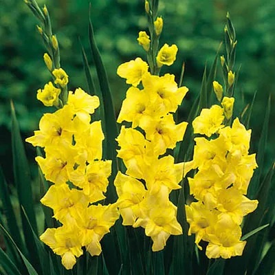 Gladiolus Yellowstone
