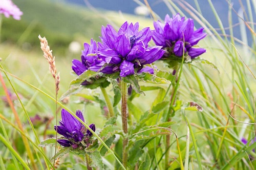 Campanula, Clustered Bellflower Bellefleur Blue