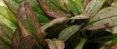 Ajuga, Bugle, Bugleweed, Carpet Bugle 'Dixie Chip'