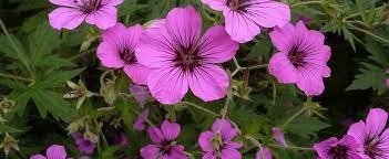 Geranium Hybrid, Cranesbill, Hardy Geranium