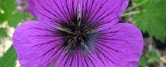 Geranium, Cranesbill, Hardy Geranium 'Dragon Heart'