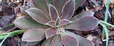 Echeveria Species, Shattering Echeveria