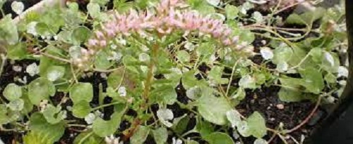 Sedum, Turkish Stonecrop Sea Star
