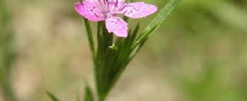 Dianthus Species, Wild Pink