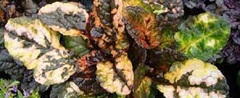 Ajuga, Variegated Bugle, Bugleweed, Carpet Bugle 'Multicolor'